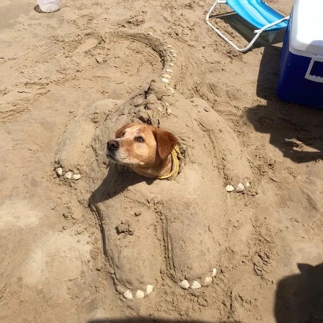 Sandy Pooch